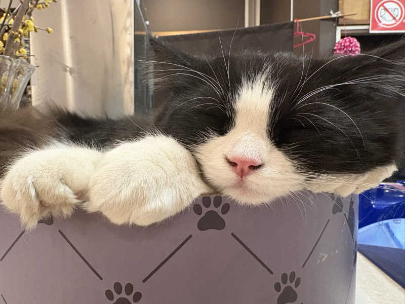 しろくまさんの行田・湯本天然温泉 茂美の湯のサ活写真