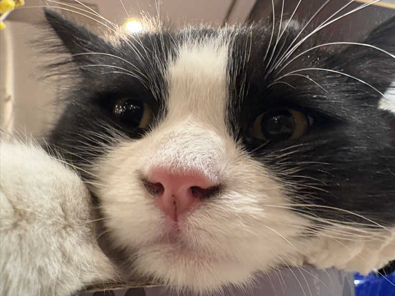 しろくまさんの行田・湯本天然温泉 茂美の湯のサ活写真