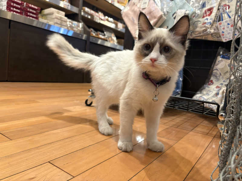 しろくまさんの行田・湯本天然温泉 茂美の湯のサ活写真