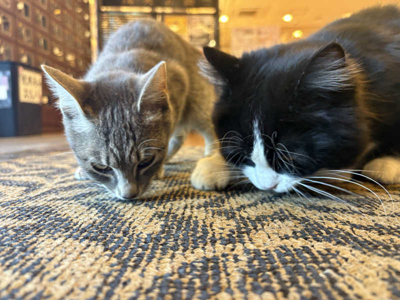 しろくまさんの行田・湯本天然温泉 茂美の湯のサ活写真