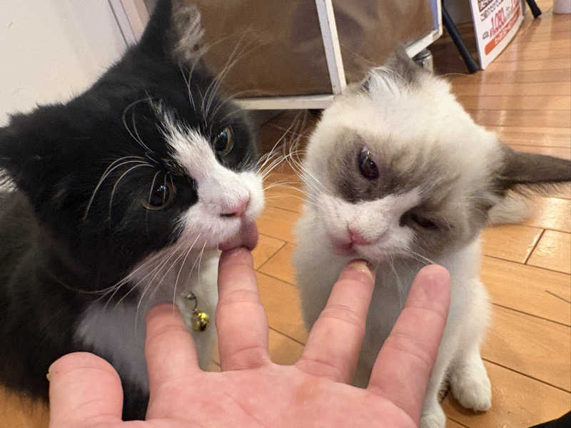 しろくまさんの行田・湯本天然温泉 茂美の湯のサ活写真