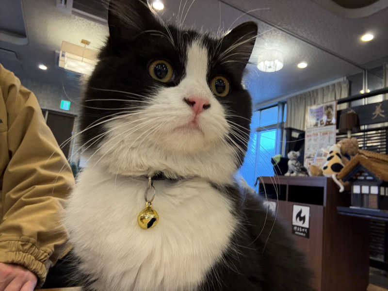 しろくまさんの行田・湯本天然温泉 茂美の湯のサ活写真