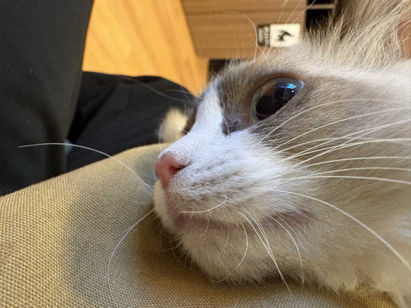しろくまさんの行田・湯本天然温泉 茂美の湯のサ活写真