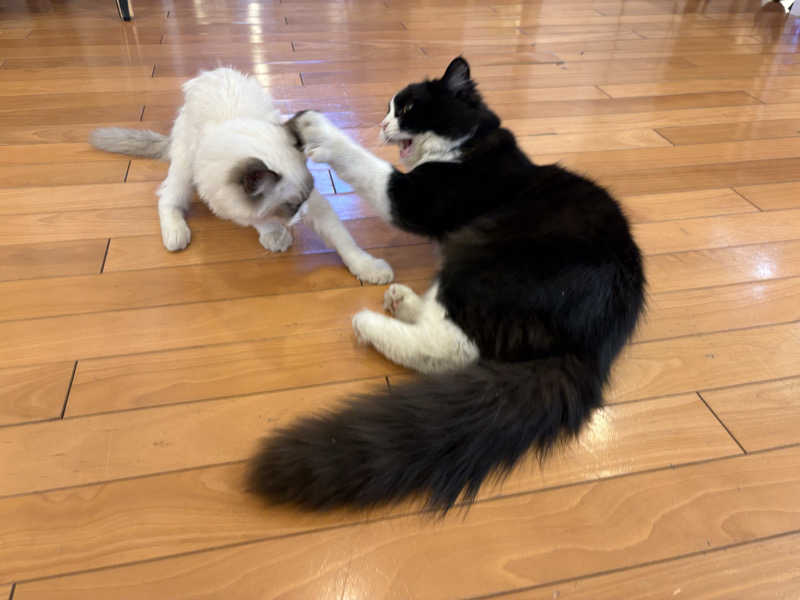しろくまさんの行田・湯本天然温泉 茂美の湯のサ活写真