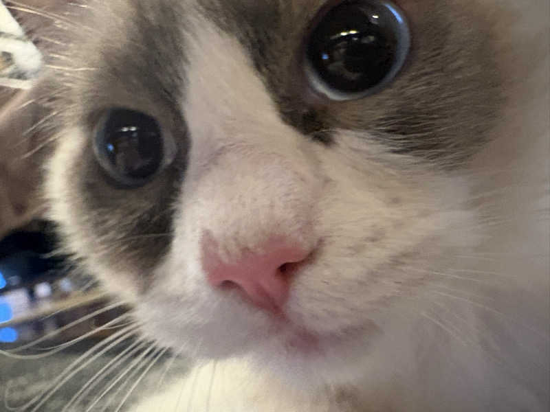 しろくまさんの行田・湯本天然温泉 茂美の湯のサ活写真