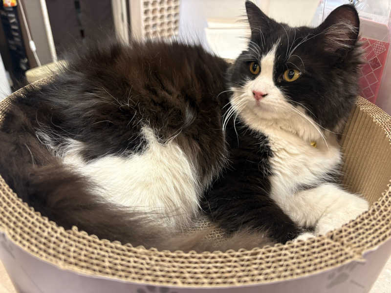 しろくまさんの行田・湯本天然温泉 茂美の湯のサ活写真