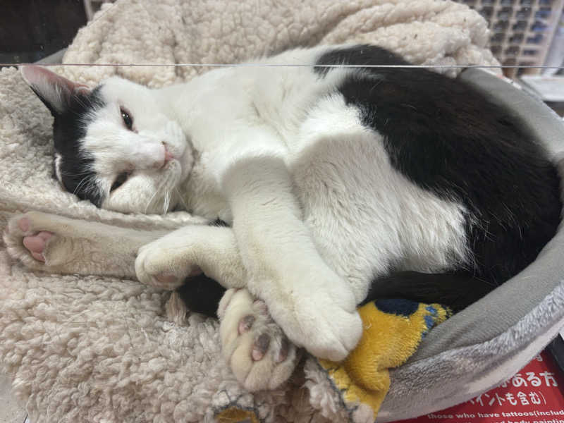 しろくまさんの行田・湯本天然温泉 茂美の湯のサ活写真