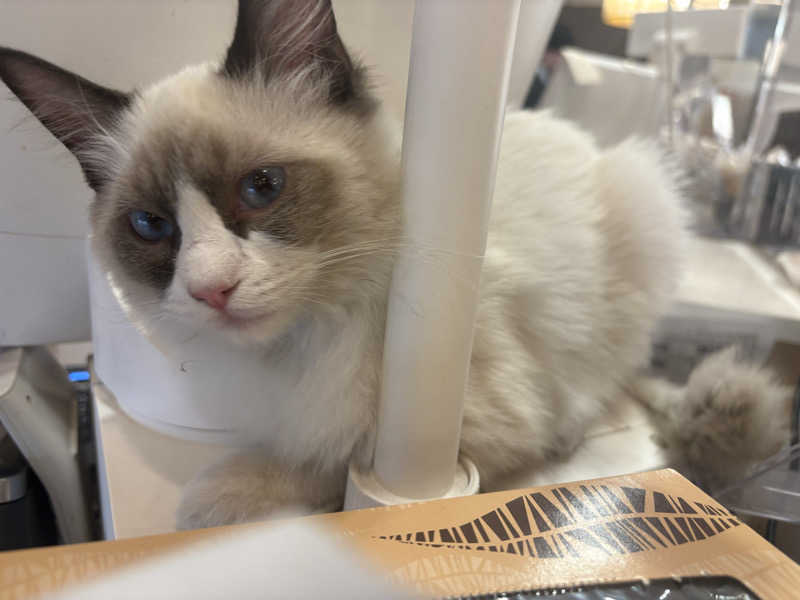 しろくまさんの行田・湯本天然温泉 茂美の湯のサ活写真