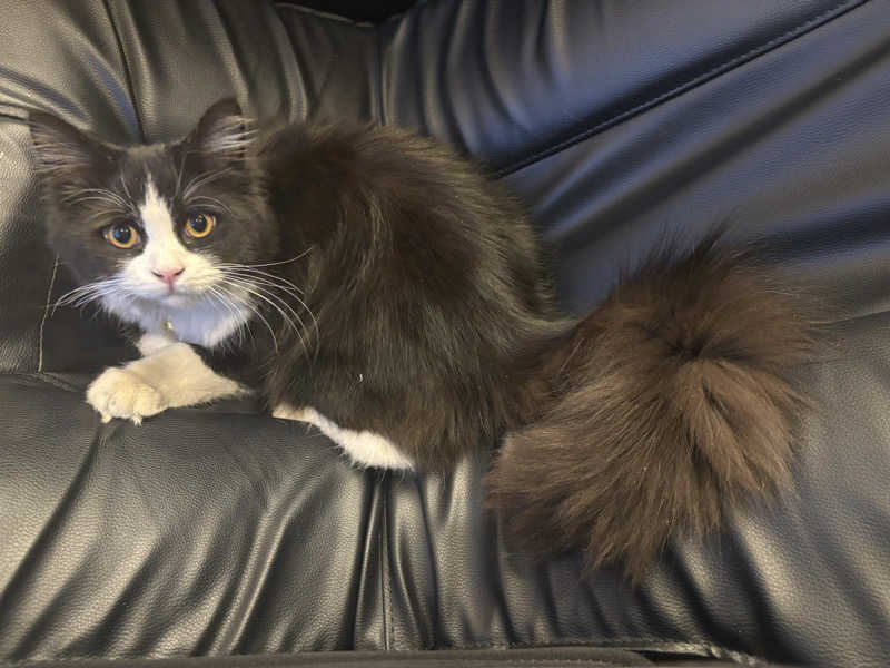 しろくまさんの行田・湯本天然温泉 茂美の湯のサ活写真