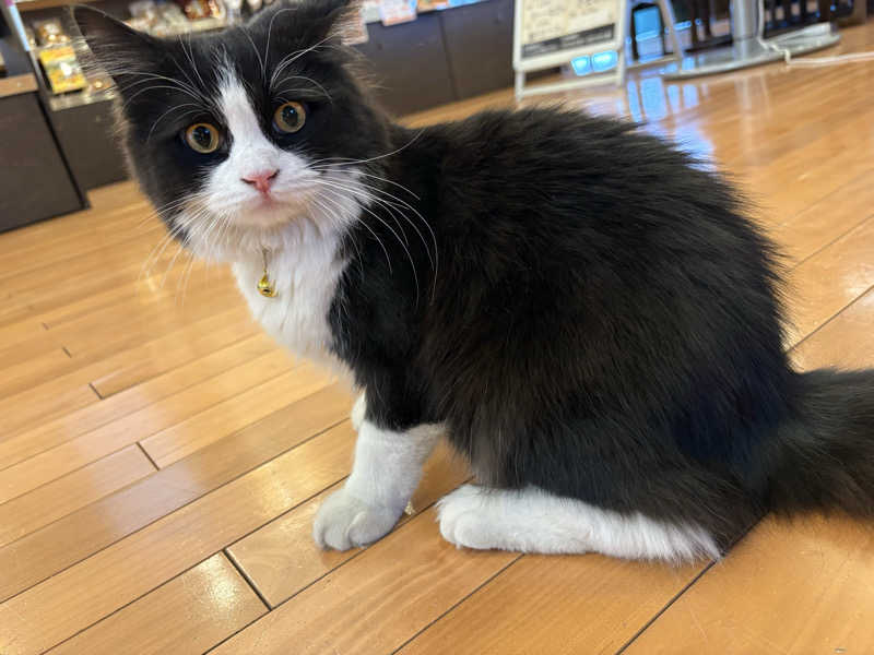 しろくまさんの行田・湯本天然温泉 茂美の湯のサ活写真