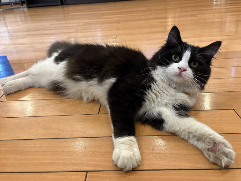 しろくまさんの行田・湯本天然温泉 茂美の湯のサ活写真