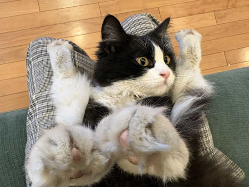 しろくまさんの行田・湯本天然温泉 茂美の湯のサ活写真