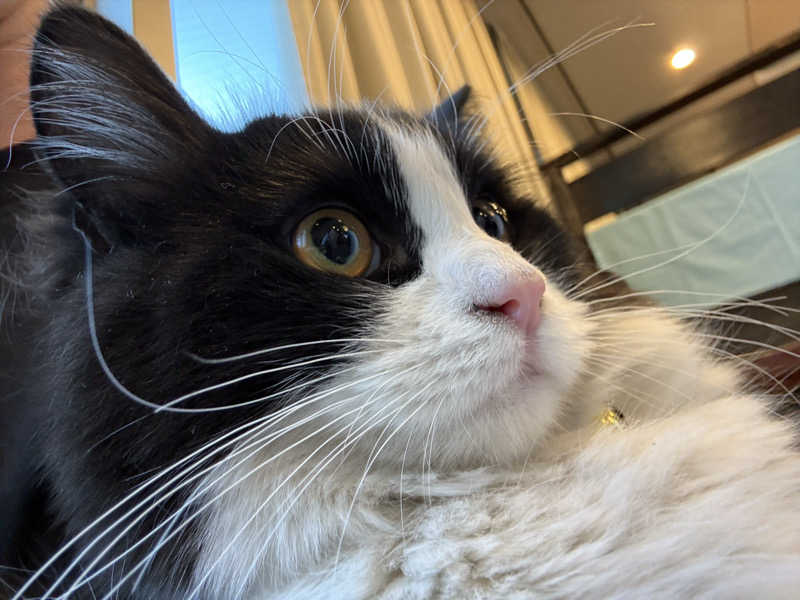 しろくまさんの行田・湯本天然温泉 茂美の湯のサ活写真