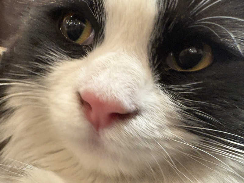 しろくまさんの行田・湯本天然温泉 茂美の湯のサ活写真