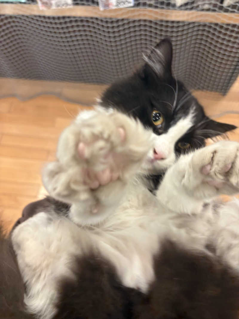 しろくまさんの行田・湯本天然温泉 茂美の湯のサ活写真