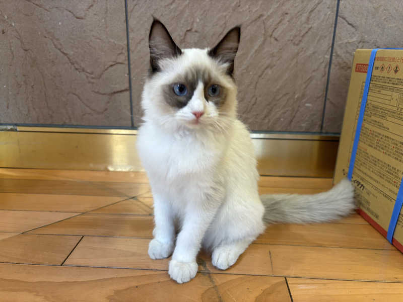 しろくまさんの行田・湯本天然温泉 茂美の湯のサ活写真