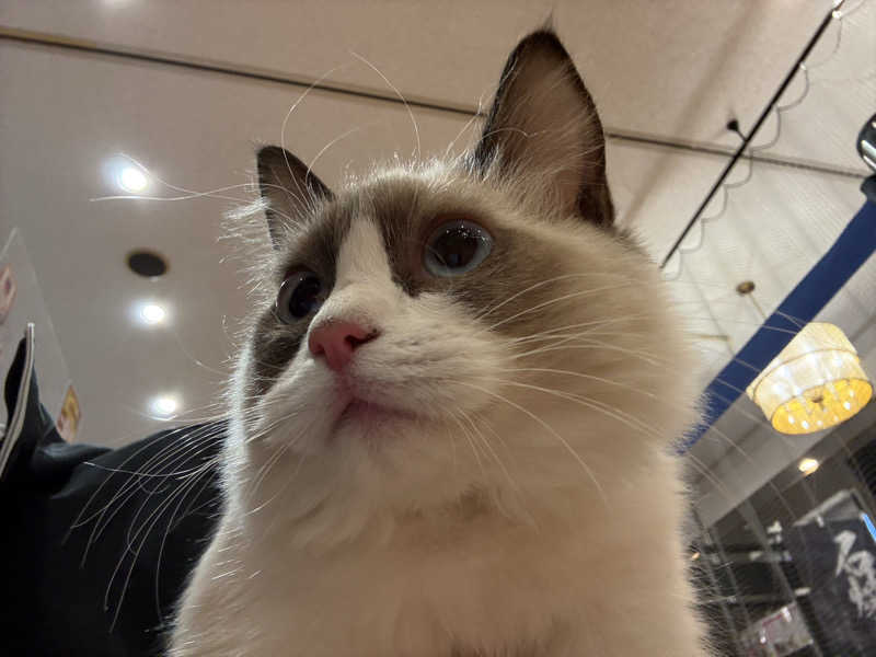 しろくまさんの行田・湯本天然温泉 茂美の湯のサ活写真