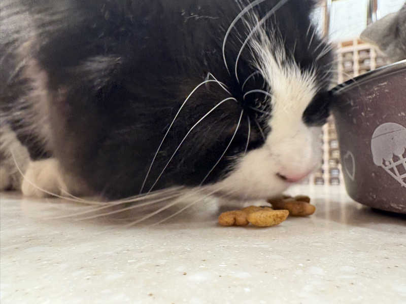 しろくまさんの行田・湯本天然温泉 茂美の湯のサ活写真