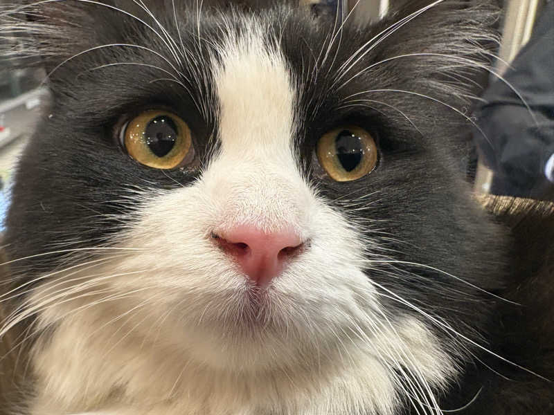 しろくまさんの行田・湯本天然温泉 茂美の湯のサ活写真