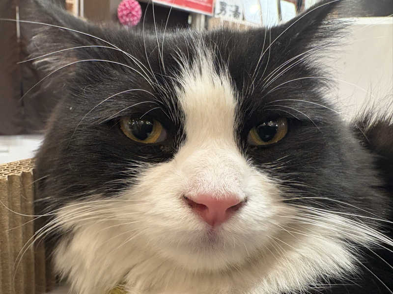 しろくまさんの行田・湯本天然温泉 茂美の湯のサ活写真