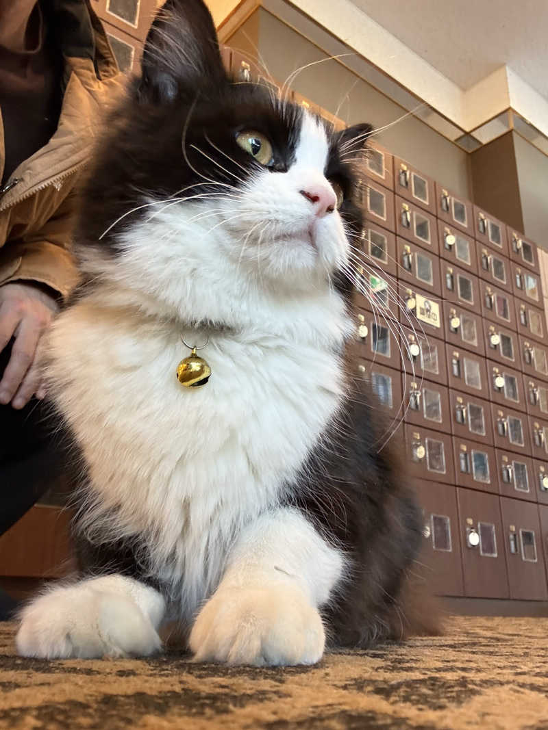 しろくまさんの行田・湯本天然温泉 茂美の湯のサ活写真