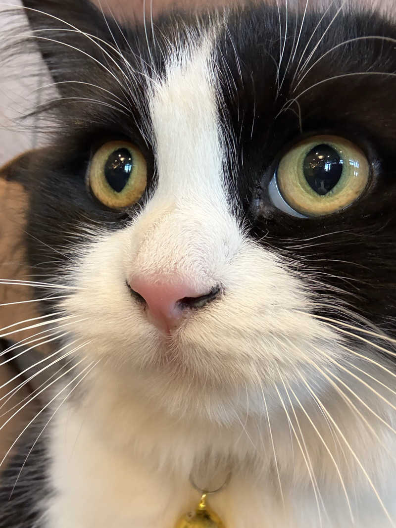 しろくまさんの行田・湯本天然温泉 茂美の湯のサ活写真