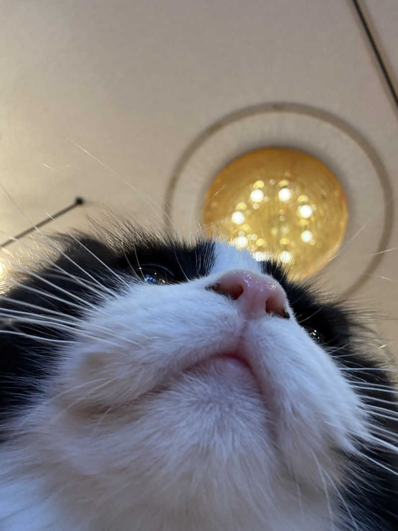 しろくまさんの行田・湯本天然温泉 茂美の湯のサ活写真