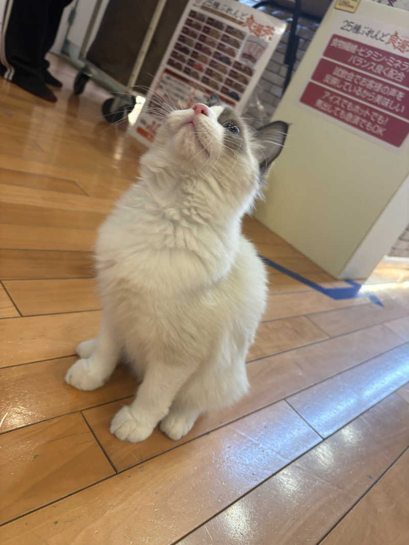 しろくまさんの行田・湯本天然温泉 茂美の湯のサ活写真