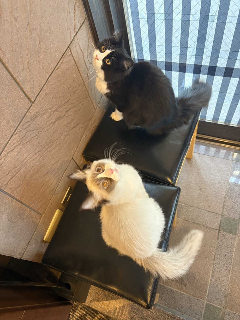 しろくまさんの行田・湯本天然温泉 茂美の湯のサ活写真