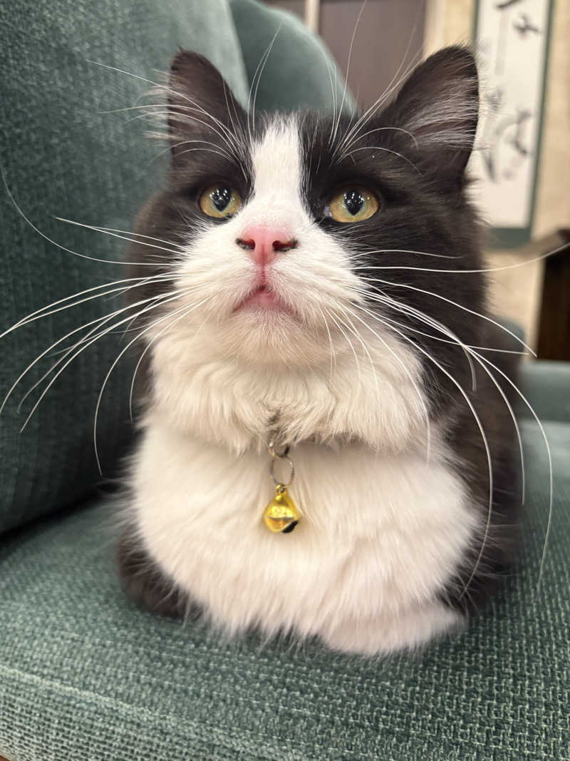しろくまさんの行田・湯本天然温泉 茂美の湯のサ活写真