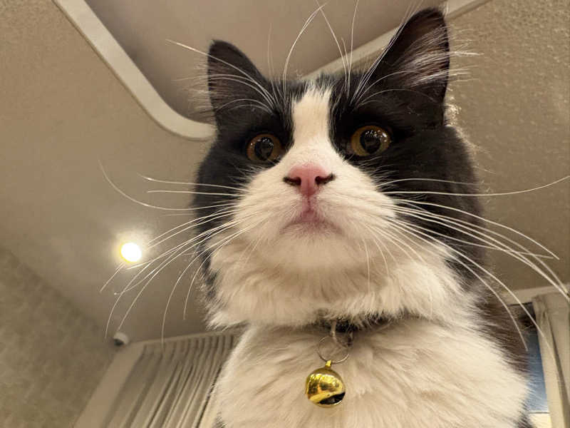 しろくまさんの行田・湯本天然温泉 茂美の湯のサ活写真