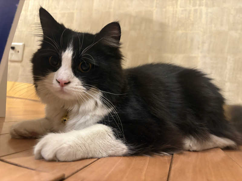 しろくまさんの行田・湯本天然温泉 茂美の湯のサ活写真