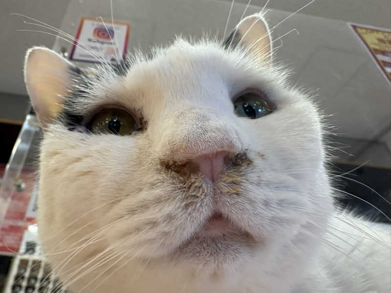 しろくまさんの行田・湯本天然温泉 茂美の湯のサ活写真