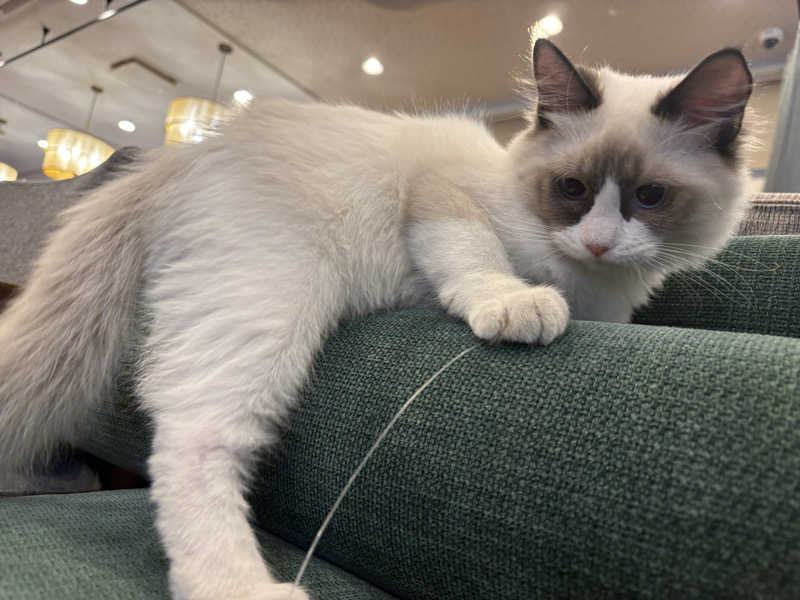 しろくまさんの行田・湯本天然温泉 茂美の湯のサ活写真