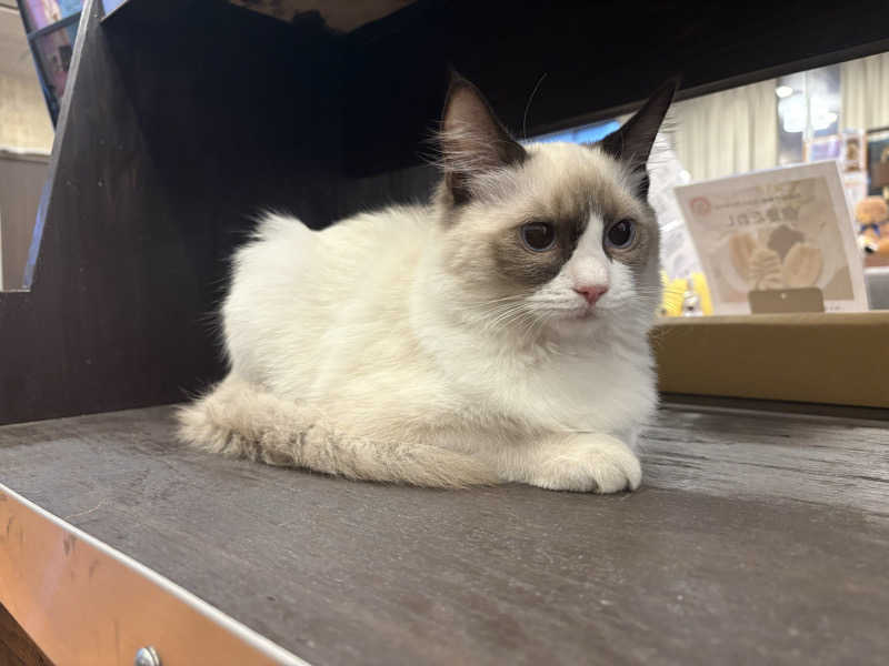 しろくまさんの行田・湯本天然温泉 茂美の湯のサ活写真