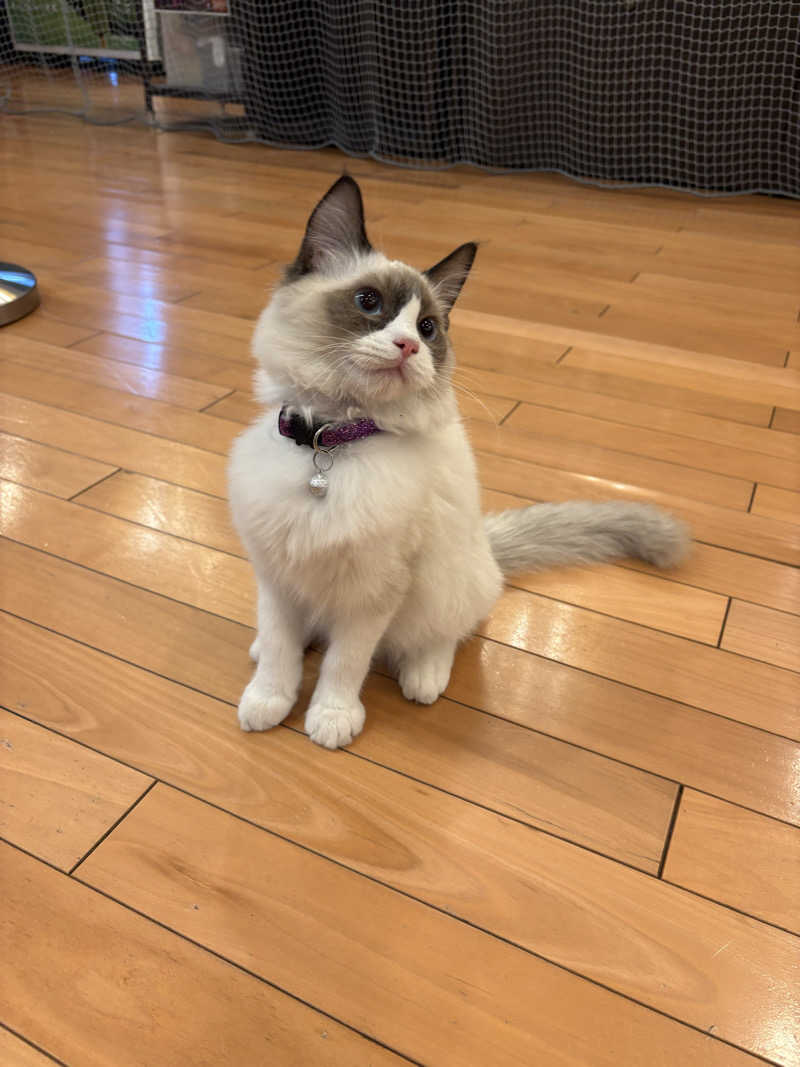 しろくまさんの行田・湯本天然温泉 茂美の湯のサ活写真