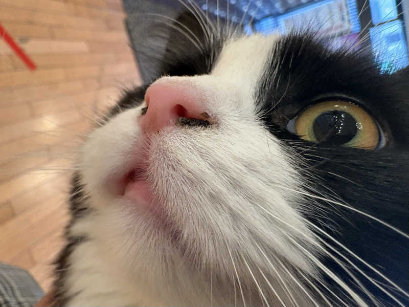 しろくまさんの行田・湯本天然温泉 茂美の湯のサ活写真