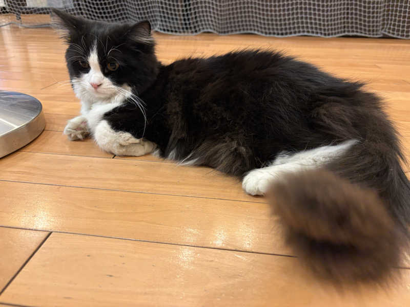 しろくまさんの行田・湯本天然温泉 茂美の湯のサ活写真