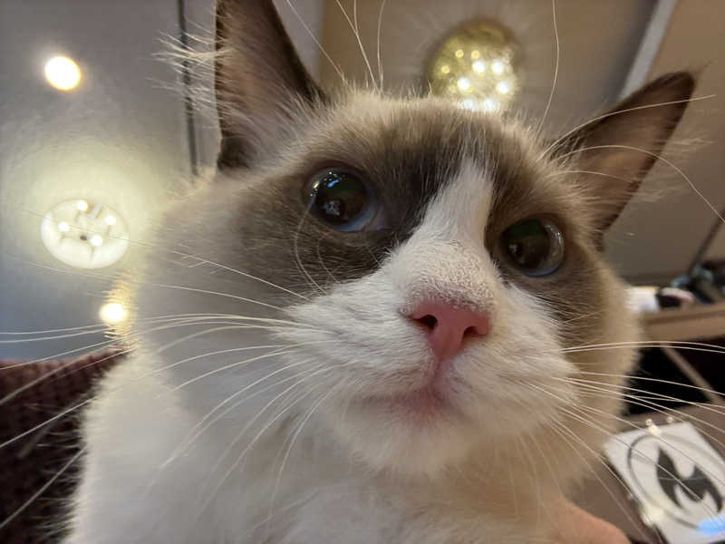 しろくまさんの行田・湯本天然温泉 茂美の湯のサ活写真