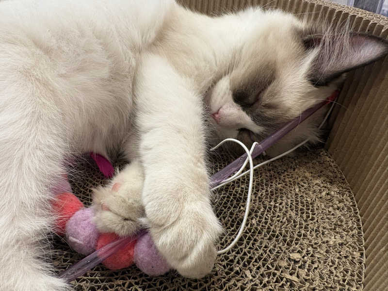 しろくまさんの行田・湯本天然温泉 茂美の湯のサ活写真