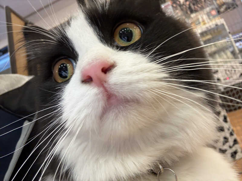 しろくまさんの行田・湯本天然温泉 茂美の湯のサ活写真