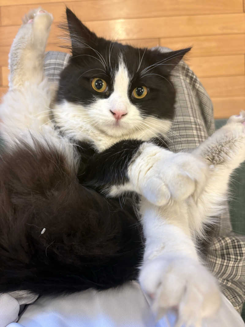 しろくまさんの行田・湯本天然温泉 茂美の湯のサ活写真