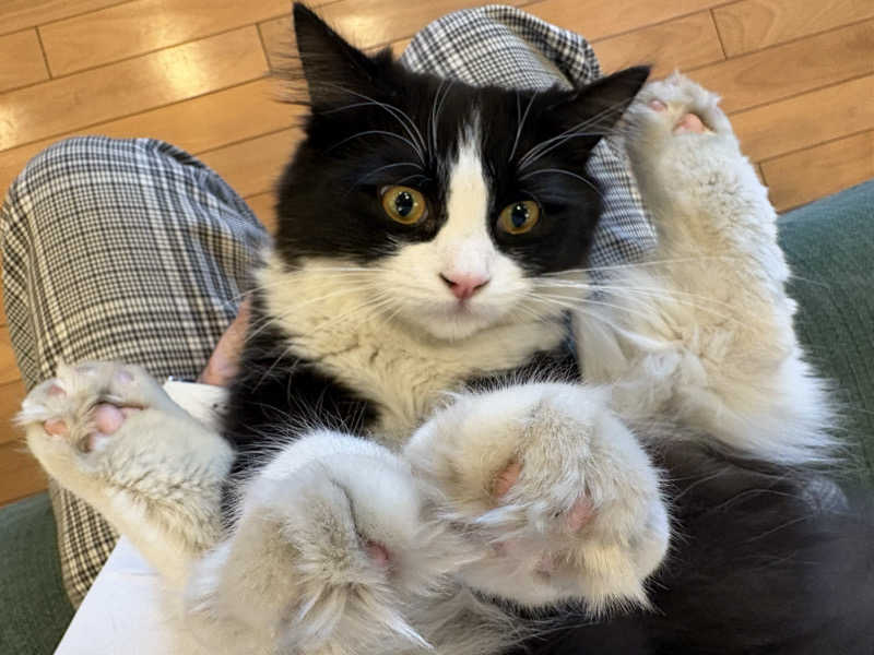 しろくまさんの行田・湯本天然温泉 茂美の湯のサ活写真