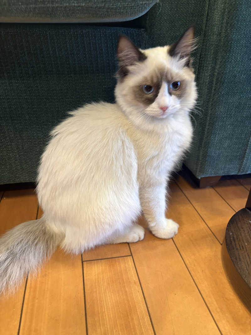 しろくまさんの行田・湯本天然温泉 茂美の湯のサ活写真