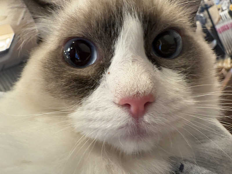 しろくまさんの行田・湯本天然温泉 茂美の湯のサ活写真
