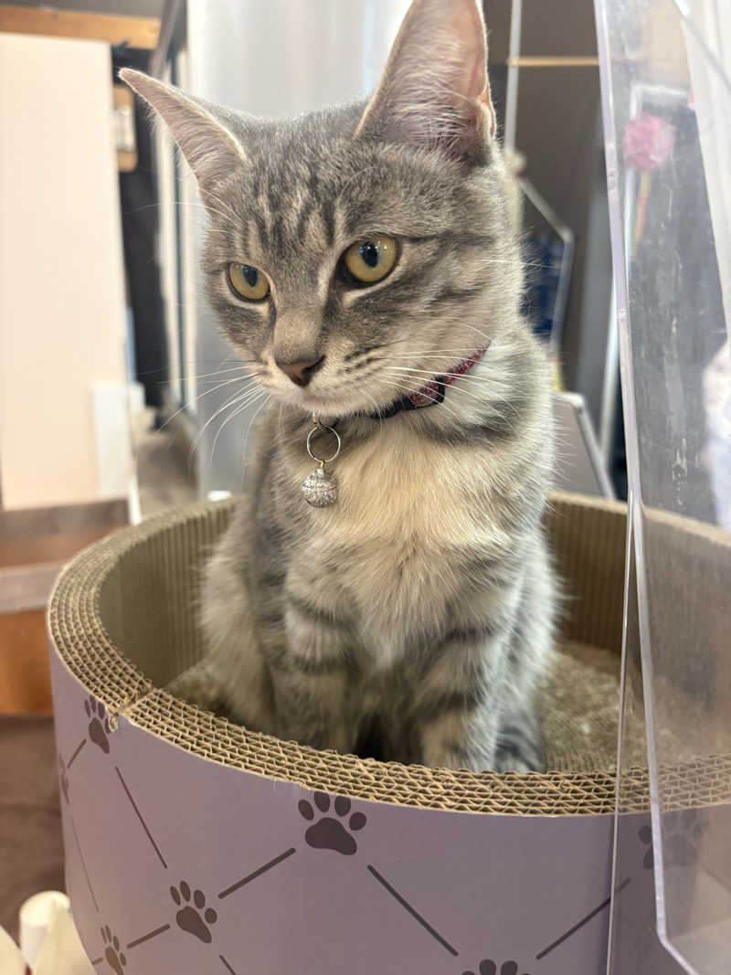 しろくまさんの行田・湯本天然温泉 茂美の湯のサ活写真