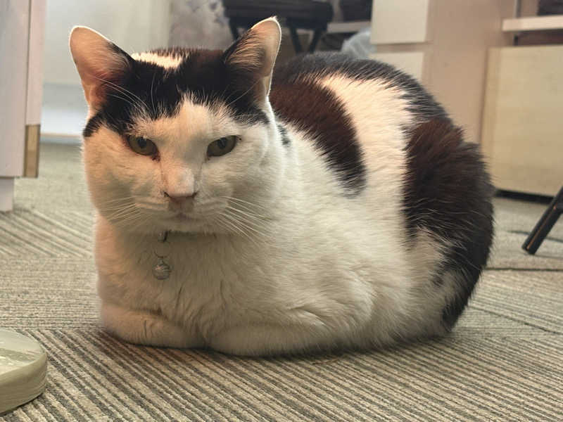 しろくまさんの行田・湯本天然温泉 茂美の湯のサ活写真