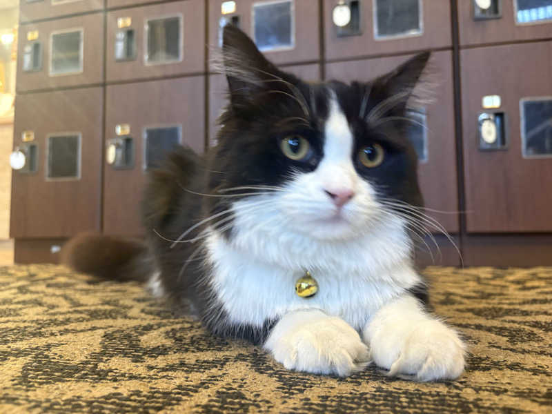 しろくまさんの行田・湯本天然温泉 茂美の湯のサ活写真
