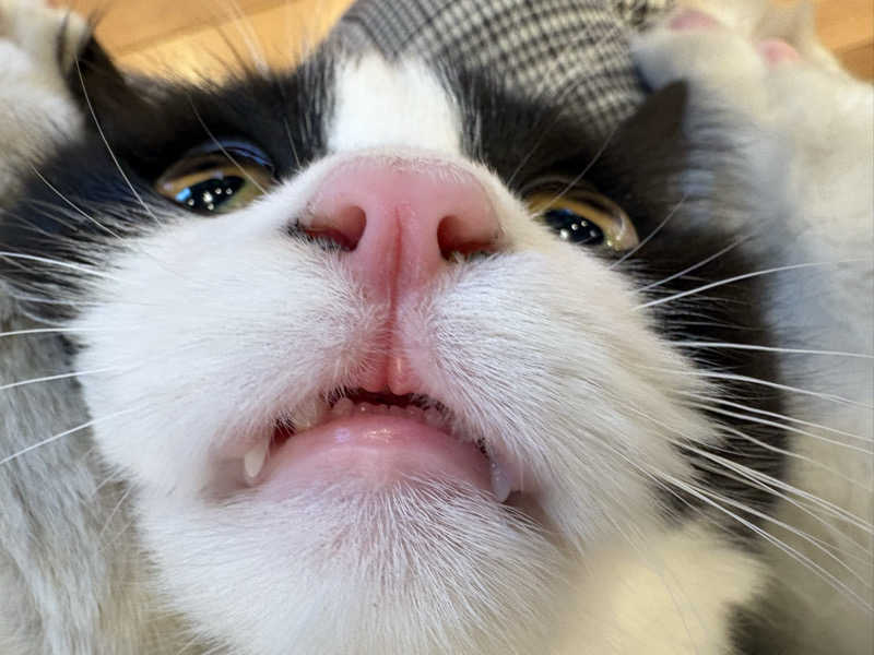 しろくまさんの行田・湯本天然温泉 茂美の湯のサ活写真