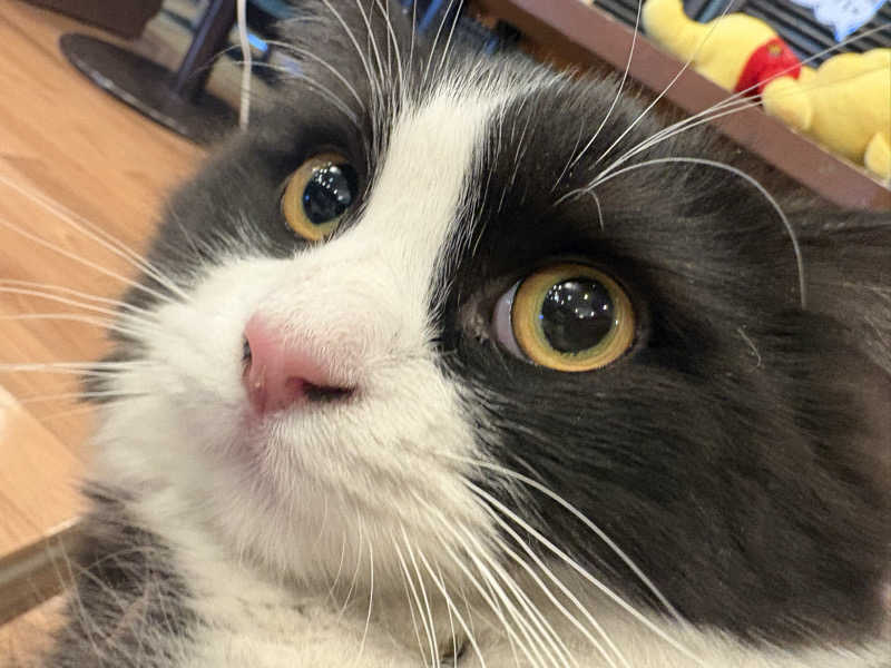 しろくまさんの行田・湯本天然温泉 茂美の湯のサ活写真